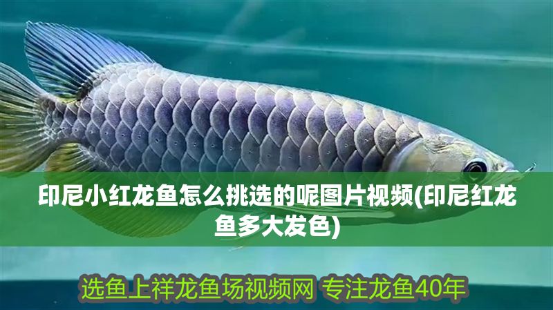 印尼小紅龍魚怎么挑選的呢圖片視頻(印尼紅龍魚多大發色)