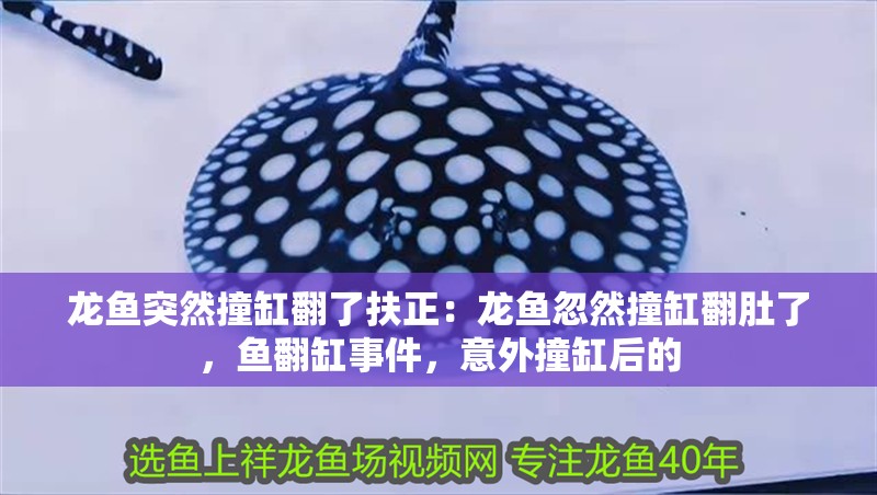 紅龍魚要用什么燈管好看呢（紅龍魚要用什么燈管好看呢視頻） 紅龍魚要用什么燈管好看呢（紅龍魚要用什么燈管好看呢視頻） 紅龍魚百科