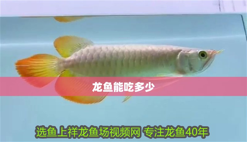 龍魚能吃多少