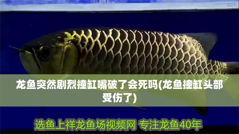 龍魚突然劇烈撞缸嘴破了會(huì)死嗎(龍魚撞缸頭部受傷了)
