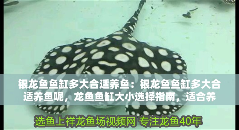 銀龍魚魚缸多大合適養魚：銀龍魚魚缸多大合適養魚呢，龍魚魚缸大小選擇指南，適合養