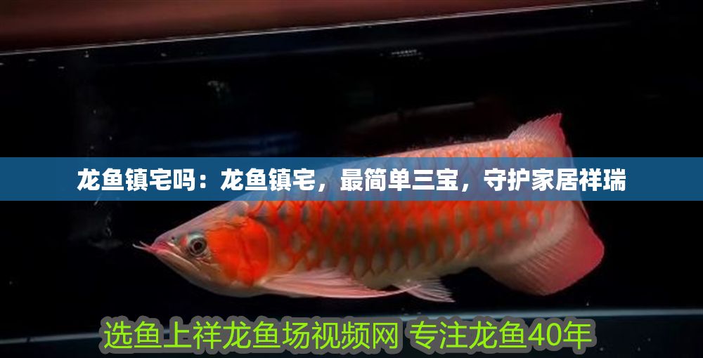龍魚鎮宅嗎：龍魚鎮宅，最簡單三寶，守護家居祥瑞