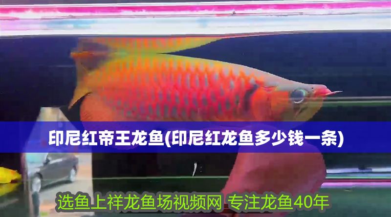 印尼紅帝王龍魚(印尼紅龍魚多少錢一條)