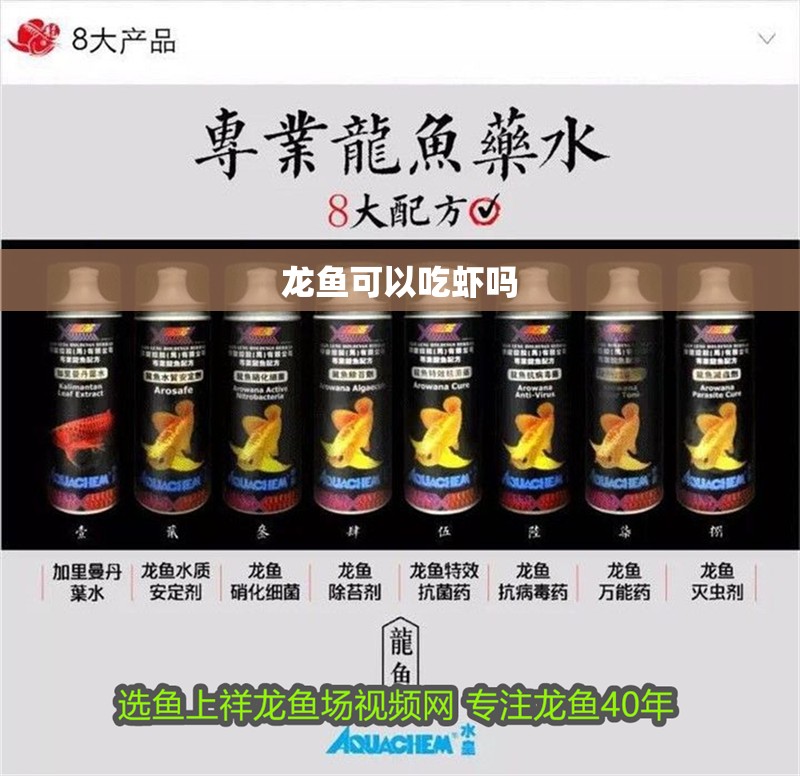 龍魚可以吃蝦嗎