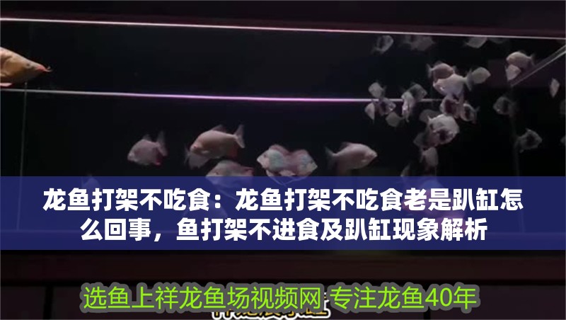 龍魚打架不吃食：龍魚打架不吃食老是趴缸怎么回事，魚打架不進食及趴缸現象解析