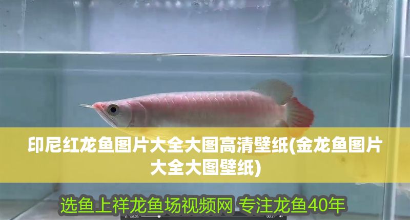 印尼紅龍魚圖片大全大圖高清壁紙(金龍魚圖片大全大圖壁紙) 印尼紅龍魚圖片大全大圖高清壁紙(金龍魚圖片大全大圖壁紙) 紅龍魚百科 第1張