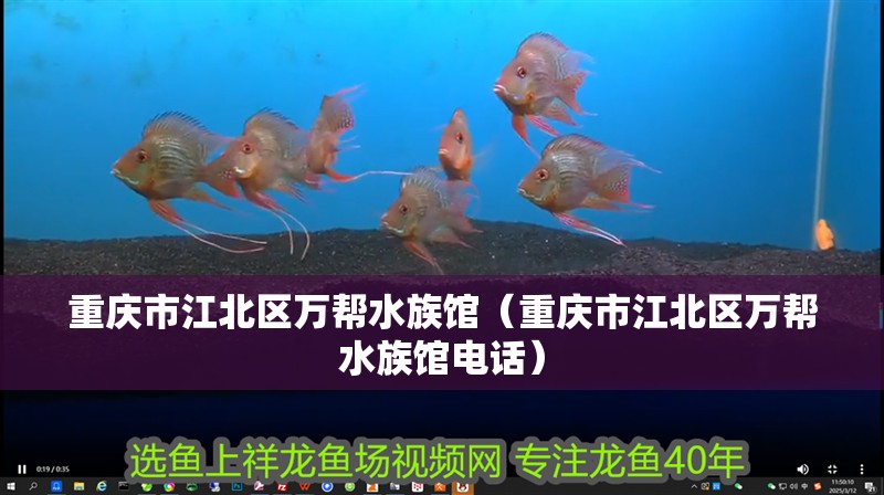 重慶市江北區(qū)萬幫水族館（重慶市江北區(qū)萬幫水族館電話）