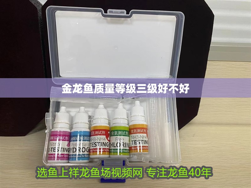 金龍魚質量等級三級好不好