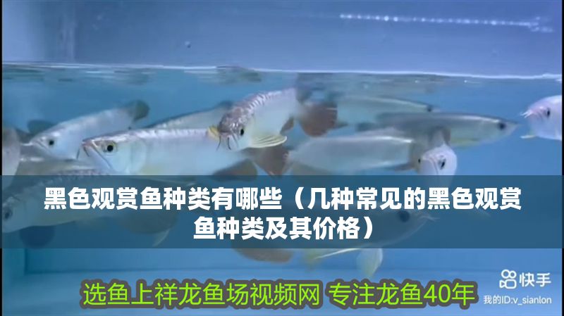 黑色觀賞魚種類有哪些（幾種常見的黑色觀賞魚種類及其價格）