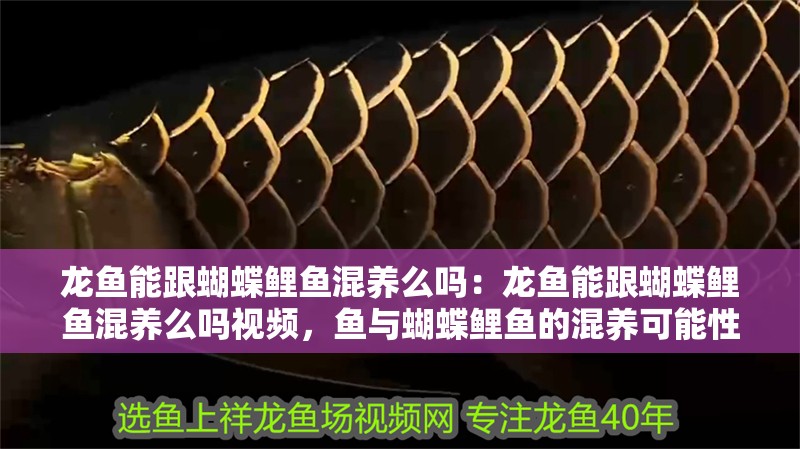 龍魚能跟蝴蝶鯉魚混養么嗎：龍魚能跟蝴蝶鯉魚混養么嗎視頻，魚與蝴蝶鯉魚的混養可能性探討