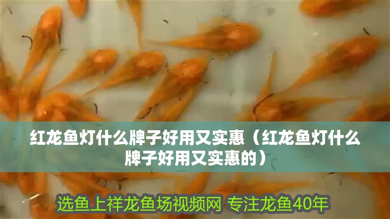 紅龍魚燈什么牌子好用又實(shí)惠（紅龍魚燈什么牌子好用又實(shí)惠的）
