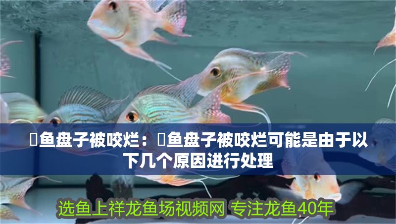 魟魚盤子被咬爛：魟魚盤子被咬爛可能是由于以下幾個原因進行處理 魟魚盤子被咬爛：魟魚盤子被咬爛可能是由于以下幾個原因進行處理 魟魚百科 第2張