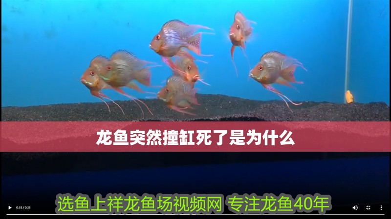 龍魚突然撞缸死了是為什么 龍魚突然撞缸死了是為什么 龍魚百科 第2張
