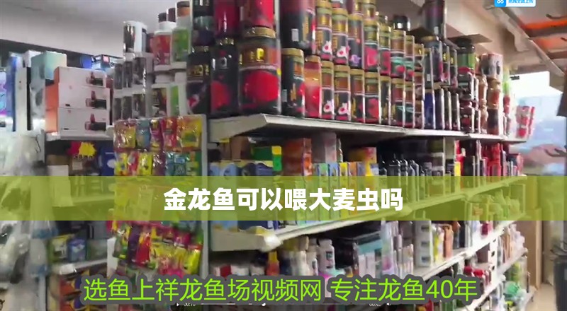 金龍魚可以喂大麥蟲嗎