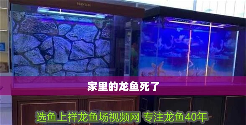 家里的龍魚死了