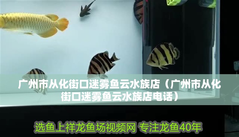 廣州市從化街口迷霧魚云水族店（廣州市從化街口迷霧魚云水族店電話） 廣州市從化街口迷霧魚云水族店（廣州市從化街口迷霧魚云水族店電話） 全國水族館企業(yè)名錄 第4張