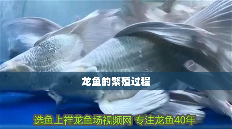 龍魚的繁殖過程
