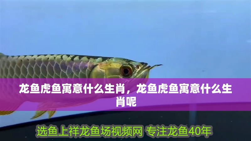 龍魚虎魚寓意什么生肖，龍魚虎魚寓意什么生肖呢
