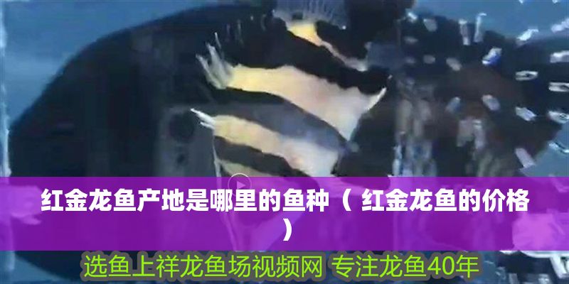 紅金龍魚產地是哪里的魚種（ 紅金龍魚的價格）