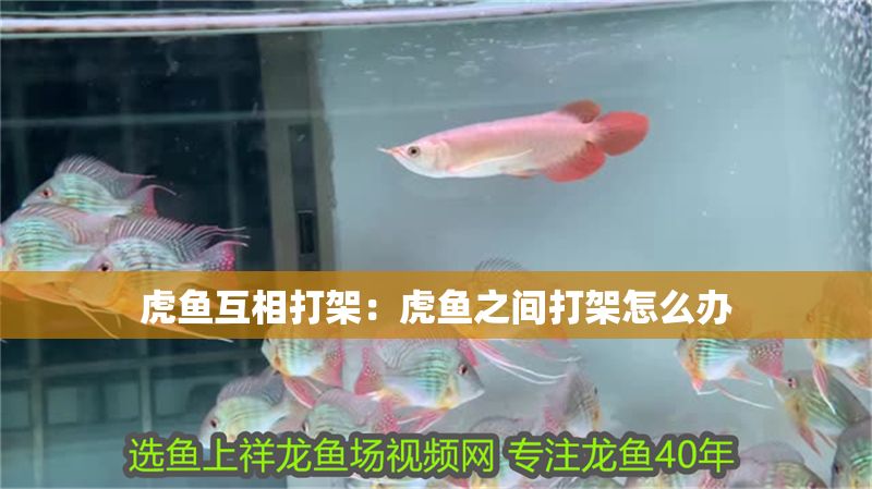 虎魚(yú)互相打架:虎魚(yú)之間打架怎么辦 虎魚(yú)百科 第2張 虎魚(yú)互相打架:虎魚(yú)之間打架怎么辦 虎魚(yú)互相打架:虎魚(yú)之間打架怎么辦 虎魚(yú)百科 第2張