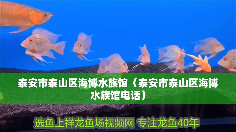 泰安市泰山區海博水族館(泰安市泰山區海博水族館電話) 全國水族館企業名錄 第2張 泰安市泰山區海博水族館(泰安市泰山區海博水族館電話) 泰安市泰山區海博水族館(泰安市泰山區海博水族館電話) 全國水族館企業名錄 第2張