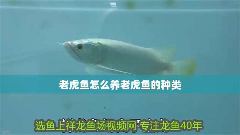 老虎魚怎么養(yǎng)老虎魚的種類