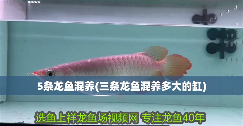 5條龍魚混養(yǎng)(三條龍魚混養(yǎng)多大的缸)