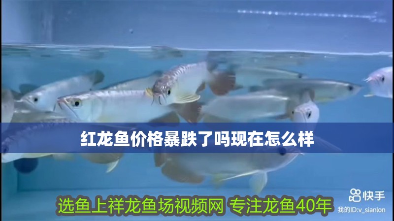 紅龍魚價格暴跌了嗎現(xiàn)在怎么樣