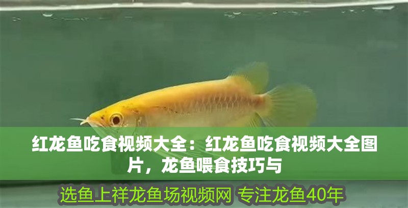 紅龍魚吃食視頻大全：紅龍魚吃食視頻大全圖片，龍魚喂食技巧與 紅龍魚吃食視頻大全：紅龍魚吃食視頻大全圖片，龍魚喂食技巧與 水族問答