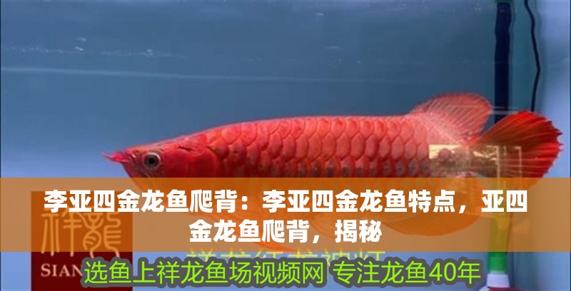 李亞四金龍魚爬背：李亞四金龍魚特點(diǎn)，亞四金龍魚爬背，揭秘