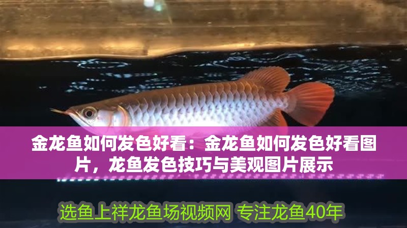 金龍魚如何發(fā)色好看：金龍魚如何發(fā)色好看圖片，龍魚發(fā)色技巧與美觀圖片展示