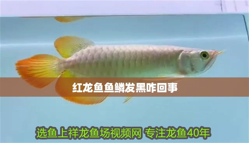 紅龍魚魚鱗發黑咋回事
