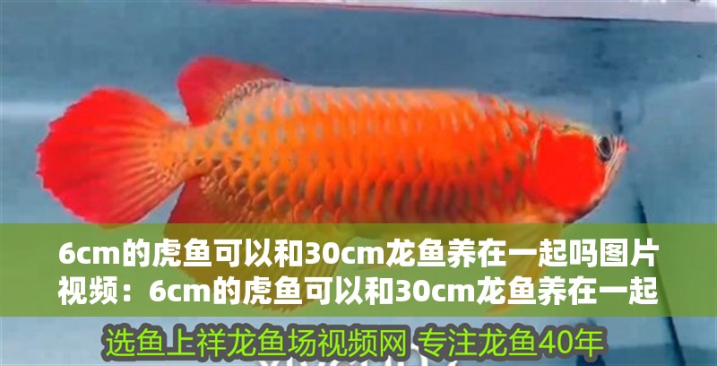 6cm的虎魚(yú)可以和30cm龍魚(yú)養(yǎng)在一起嗎圖片視頻：6cm的虎魚(yú)可以和30cm龍魚(yú)養(yǎng)在一起嗎圖片視頻講解，魚(yú)與龍魚(yú)共養(yǎng)指南，6cm虎魚(yú)與30cm龍魚(yú)的和諧