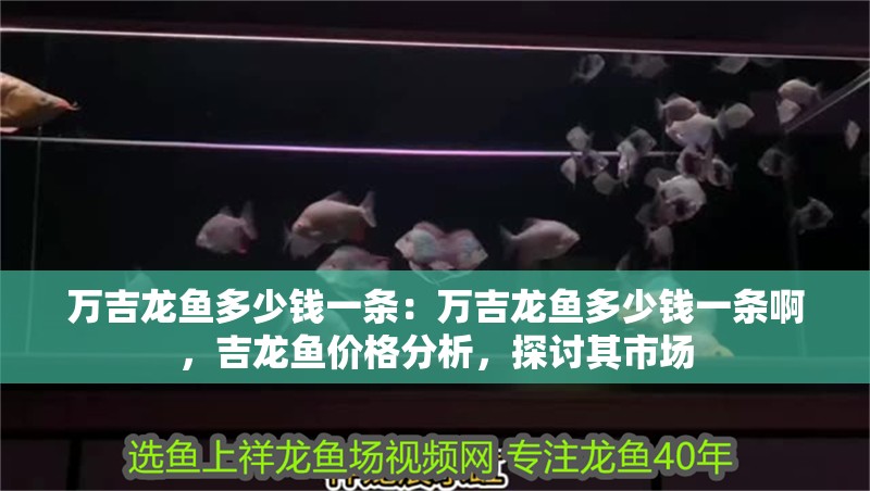 萬吉龍魚多少錢一條：萬吉龍魚多少錢一條啊，吉龍魚價格分析，探討其市場
