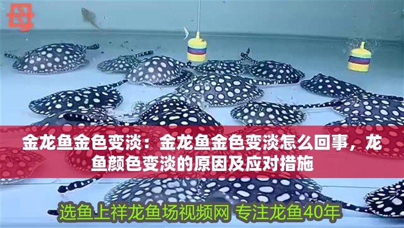 金龍魚金色變淡：金龍魚金色變淡怎么回事，龍魚顏色變淡的原因及應對措施