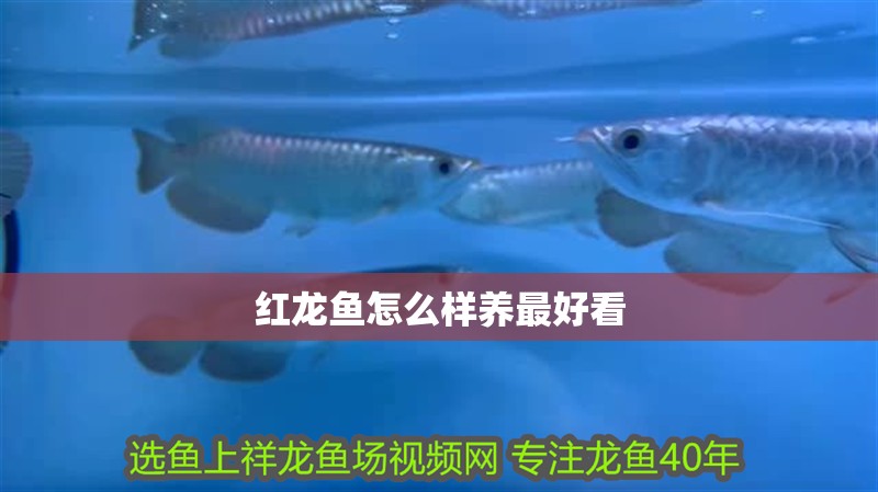紅龍魚怎么樣養(yǎng)最好看