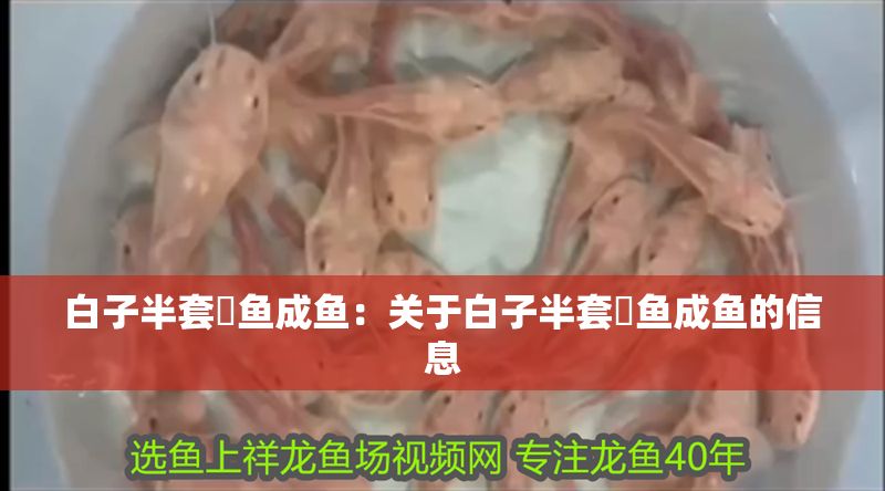 白子半套魟魚成魚：關于白子半套魟魚成魚的信息