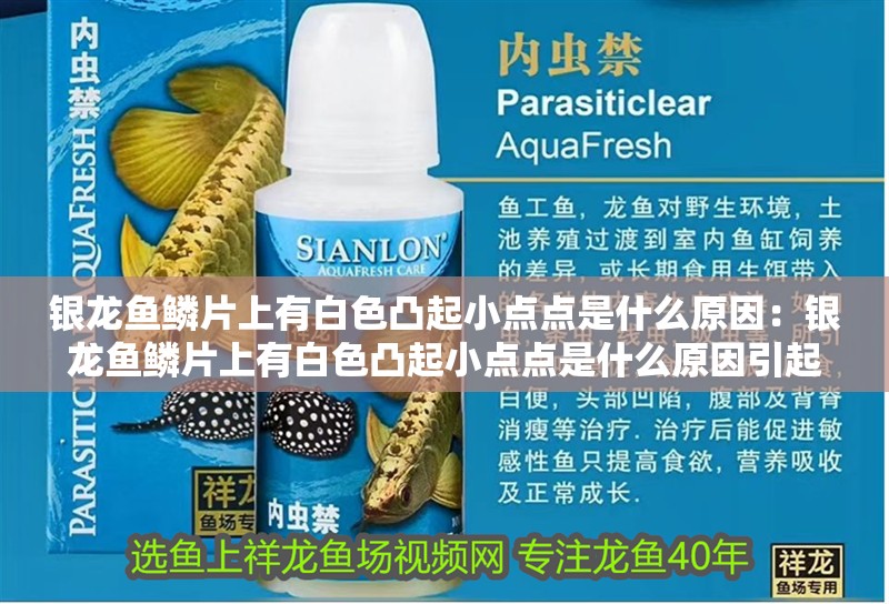 銀龍魚鱗片上有白色凸起小點(diǎn)點(diǎn)是什么原因：銀龍魚鱗片上有白色凸起小點(diǎn)點(diǎn)是什么原因引起的，龍魚鱗片上白色凸起小點(diǎn)點(diǎn)的原因
