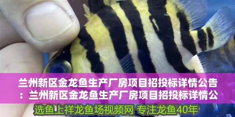 印尼虎魚苗能和虎皮魚一起養(yǎng)嗎