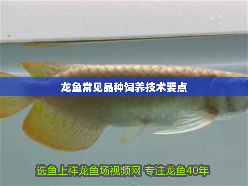 龍魚常見品種飼養(yǎng)技術(shù)要點