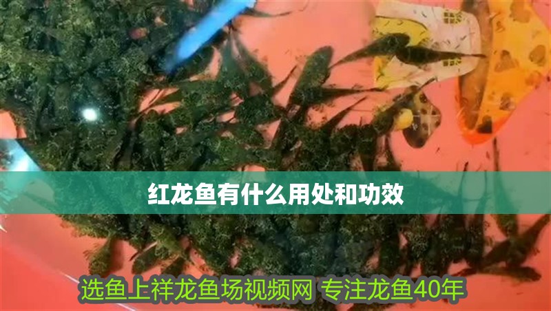 紅龍魚有什么用處和功效