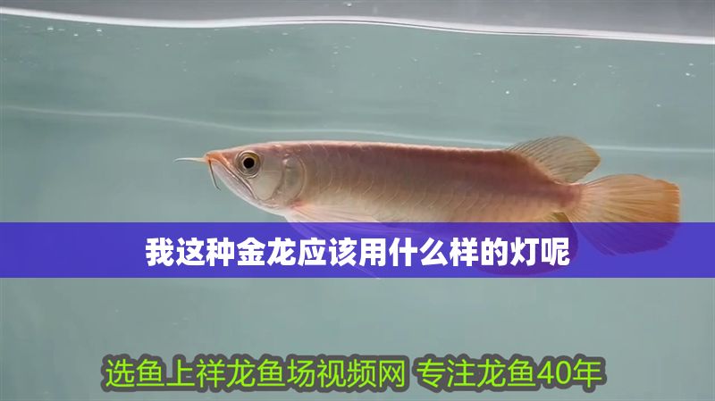 我這種金龍應(yīng)該用什么樣的燈呢 我這種金龍應(yīng)該用什么樣的燈呢 錦鯉魚百科 第1張