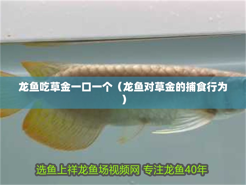 龍魚吃草金一口一個（龍魚對草金的捕食行為） 龍魚吃草金一口一個（龍魚對草金的捕食行為） 龍魚論壇