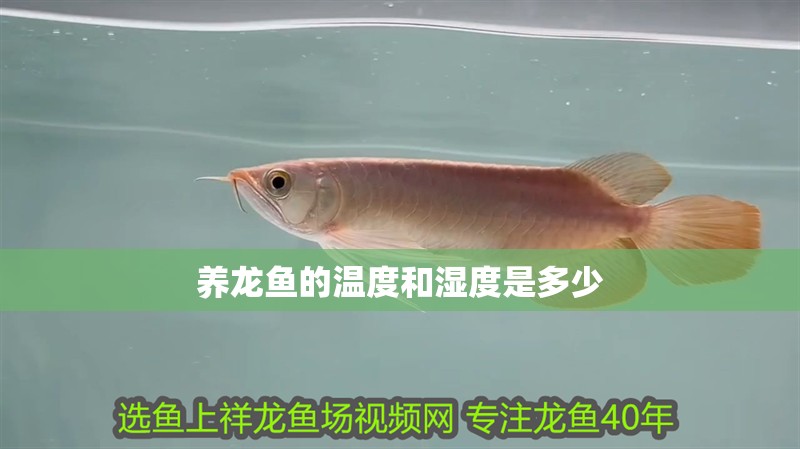 養(yǎng)龍魚的溫度和濕度是多少