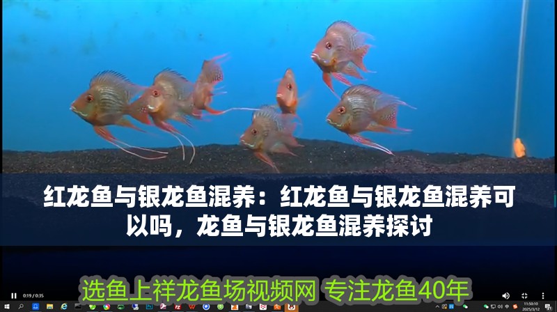 紅龍魚與銀龍魚混養：紅龍魚與銀龍魚混養可以嗎，龍魚與銀龍魚混養探討