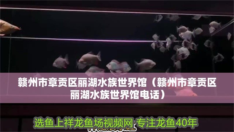 贛州市章貢區麗湖水族世界館（贛州市章貢區麗湖水族世界館電話）