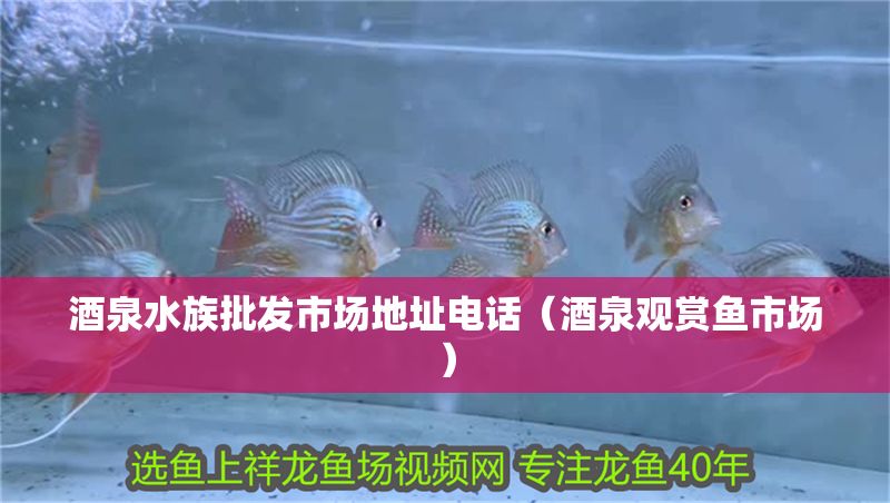 酒泉水族批發(fā)市場地址電話(酒泉觀賞魚市場) 魚缸百科 第1張 酒泉水族批發(fā)市場地址電話(酒泉觀賞魚市場) 酒泉水族批發(fā)市場地址電話(酒泉觀賞魚市場) 魚缸百科 第1張