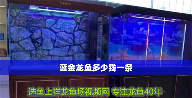 藍金龍魚多少錢一條
