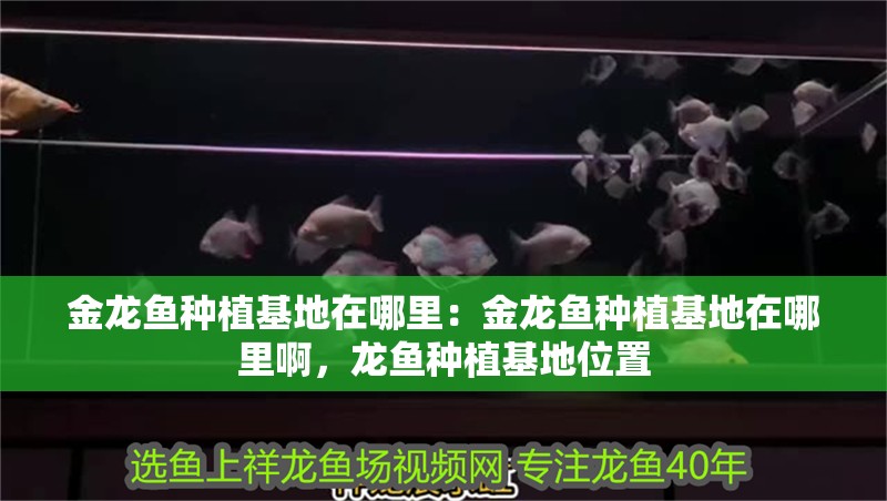 金龍魚種植基地在哪里：金龍魚種植基地在哪里啊，龍魚種植基地位置 金龍魚種植基地在哪里：金龍魚種植基地在哪里啊，龍魚種植基地位置 水族問答