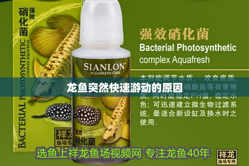 龍魚突然快速游動的原因 龍魚突然快速游動的原因 龍魚百科 第2張